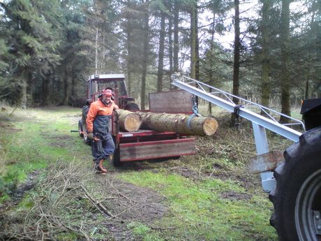 Sluthugst i 60 årig Picea sitchensis.