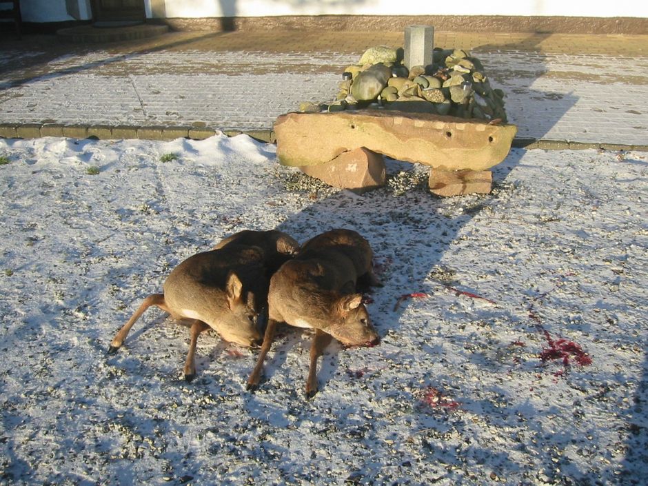 Doublé januar 2016